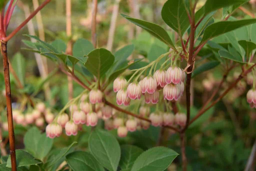 Enkianthus campanulatus 300-350 cm
